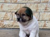 葡萄牙巨星赛后晒萌宠犬照片获粉丝点赞